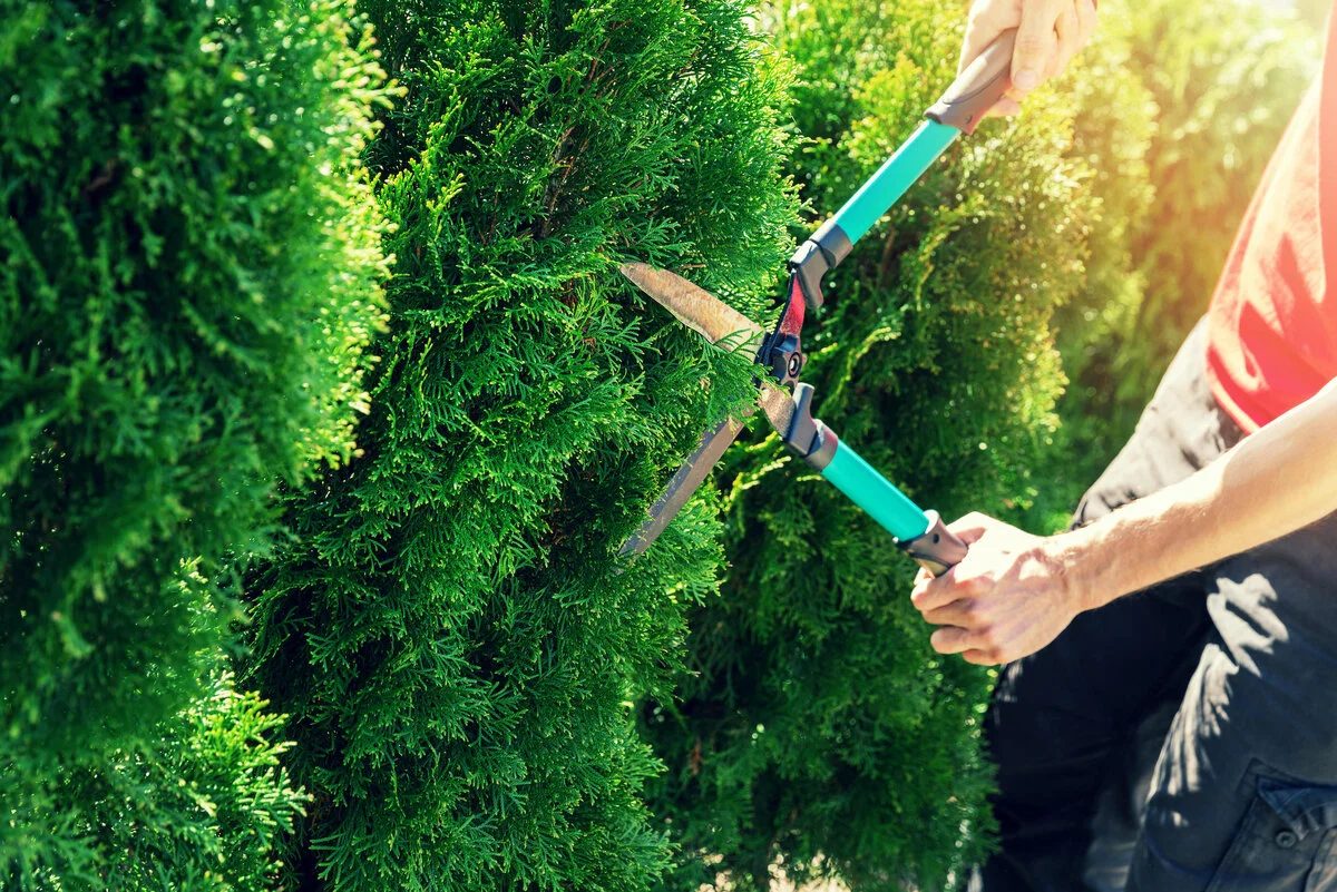 lawn care companies