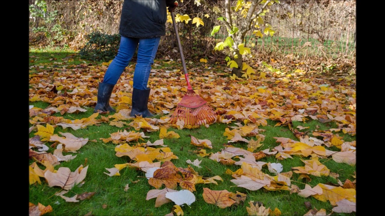 local lawn care services