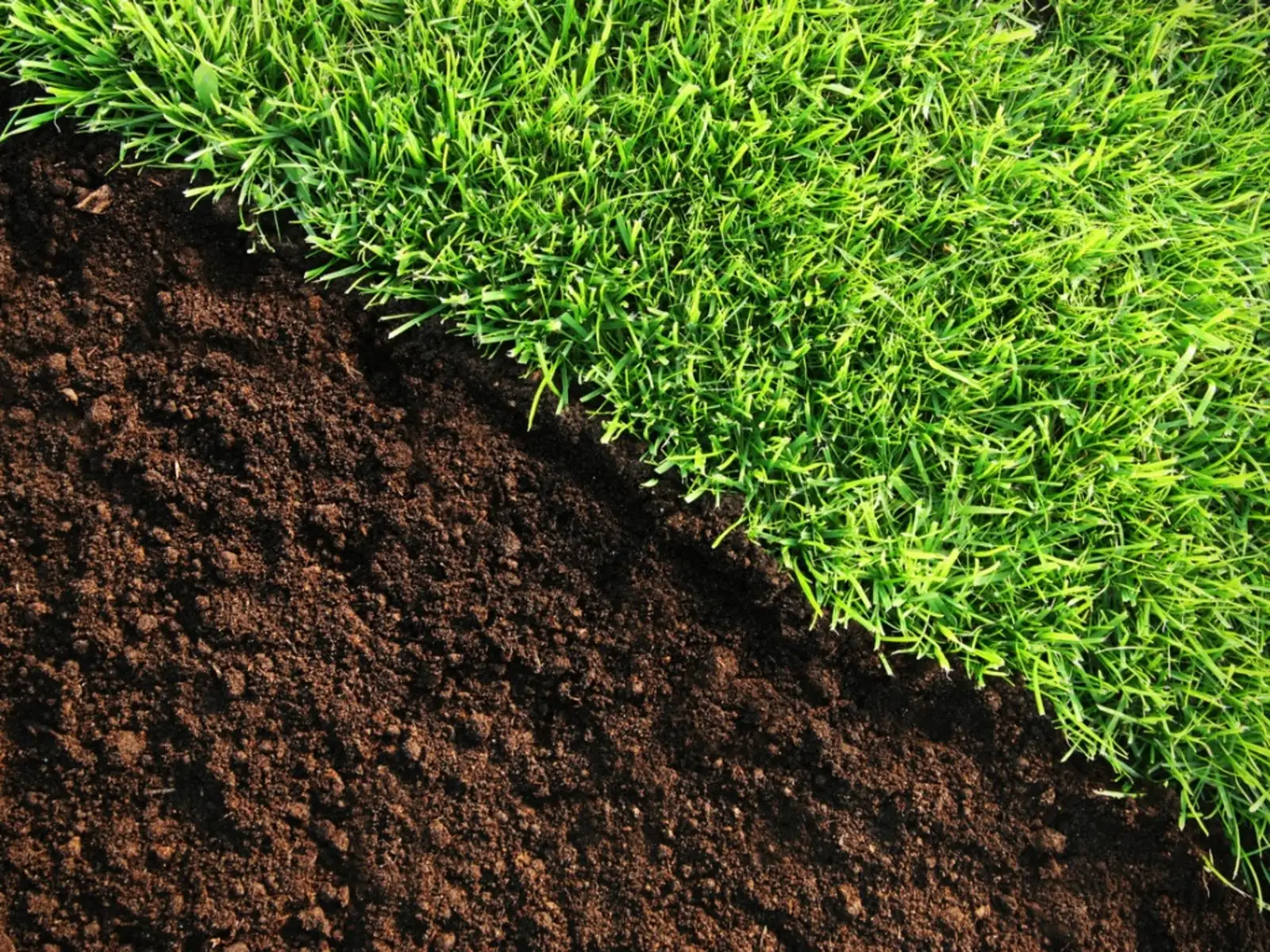 professional lawn care
